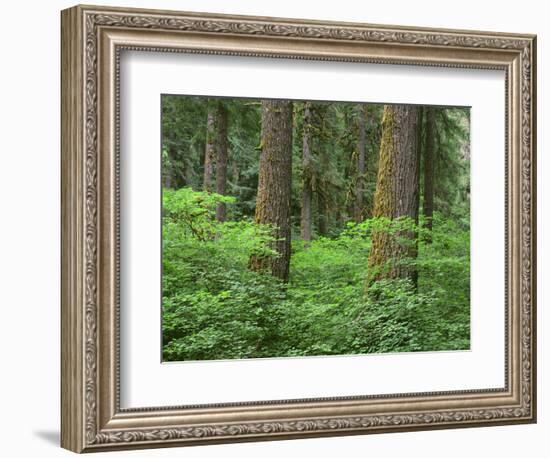 OR, Willamette NF. Springtime in old growth forest of Douglas fir and western hemlock-John Barger-Framed Photographic Print