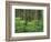 OR, Willamette NF. Springtime in old growth forest of Douglas fir and western hemlock-John Barger-Framed Photographic Print