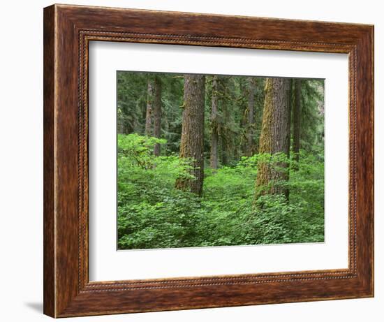 OR, Willamette NF. Springtime in old growth forest of Douglas fir and western hemlock-John Barger-Framed Photographic Print