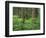 OR, Willamette NF. Springtime in old growth forest of Douglas fir and western hemlock-John Barger-Framed Photographic Print