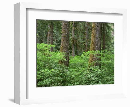 OR, Willamette NF. Springtime in old growth forest of Douglas fir and western hemlock-John Barger-Framed Photographic Print