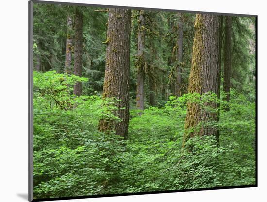 OR, Willamette NF. Springtime in old growth forest of Douglas fir and western hemlock-John Barger-Mounted Photographic Print