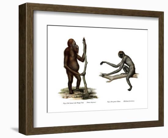 Orang-Outang, 1860-null-Framed Giclee Print