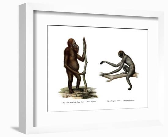 Orang-Outang, 1860-null-Framed Giclee Print