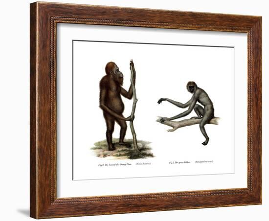 Orang-Outang, 1860-null-Framed Giclee Print