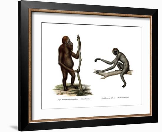 Orang-Outang, 1860-null-Framed Giclee Print