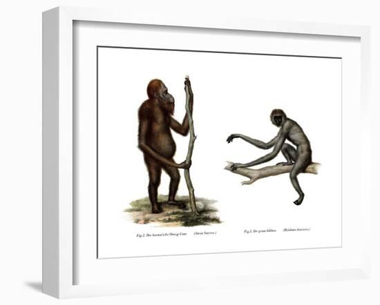 Orang-Outang, 1860-null-Framed Giclee Print