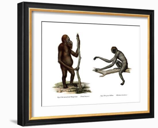 Orang-Outang, 1860-null-Framed Giclee Print