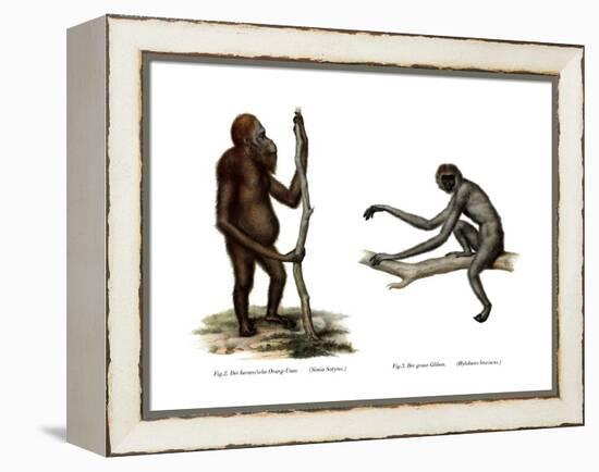 Orang-Outang, 1860-null-Framed Premier Image Canvas