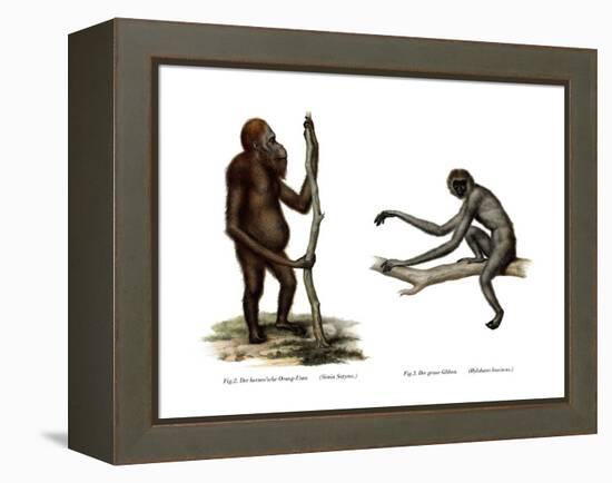 Orang-Outang, 1860-null-Framed Premier Image Canvas