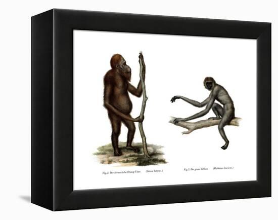 Orang-Outang, 1860-null-Framed Premier Image Canvas