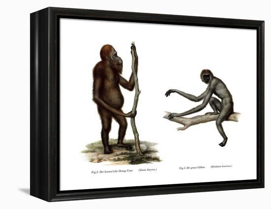 Orang-Outang, 1860-null-Framed Premier Image Canvas