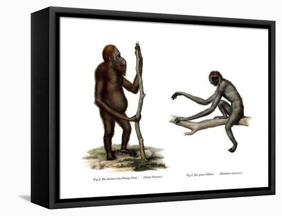 Orang-Outang, 1860-null-Framed Premier Image Canvas