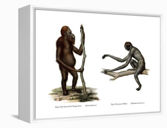 Orang-Outang, 1860-null-Framed Premier Image Canvas