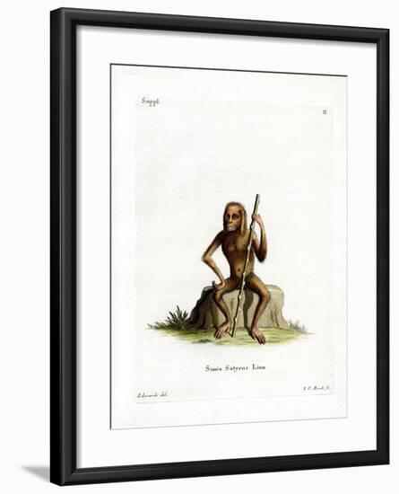 Orang-Outang-null-Framed Giclee Print