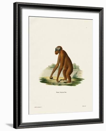 Orang-Outang-null-Framed Giclee Print