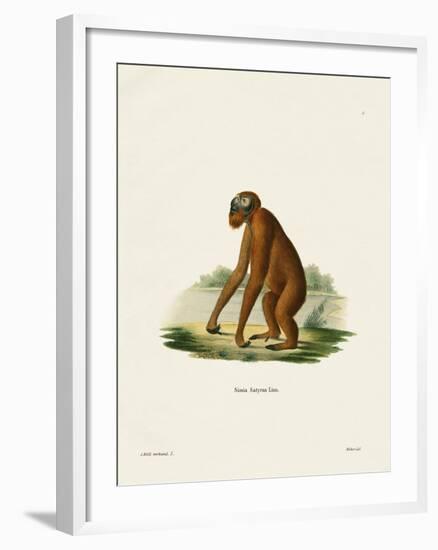 Orang-Outang-null-Framed Giclee Print