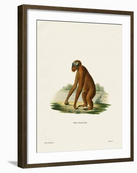 Orang-Outang-null-Framed Giclee Print