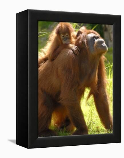 Orang Utan Female with Her Baby on Her Back. Captive, Iucn Red List of Endangered Species-Eric Baccega-Framed Premier Image Canvas