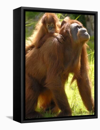 Orang Utan Female with Her Baby on Her Back. Captive, Iucn Red List of Endangered Species-Eric Baccega-Framed Premier Image Canvas