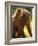 Orang Utan Female with Her Baby on Her Back. Captive, Iucn Red List of Endangered Species-Eric Baccega-Framed Photographic Print