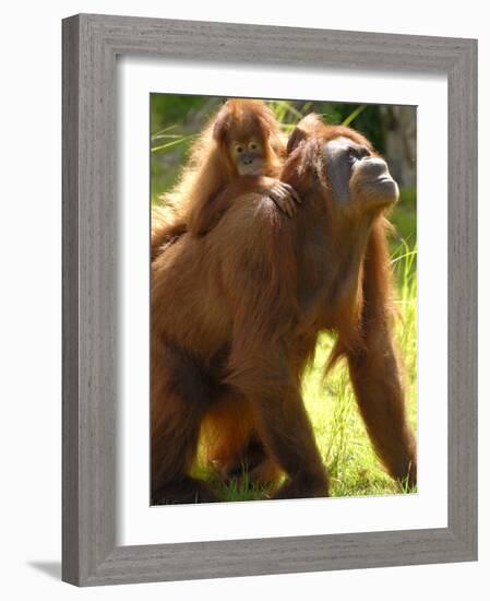 Orang Utan Female with Her Baby on Her Back. Captive, Iucn Red List of Endangered Species-Eric Baccega-Framed Photographic Print