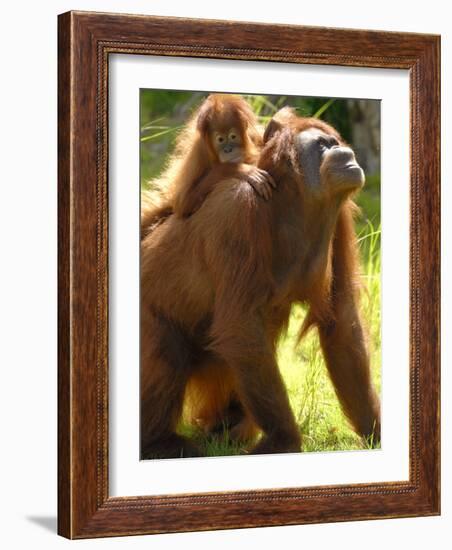 Orang Utan Female with Her Baby on Her Back. Captive, Iucn Red List of Endangered Species-Eric Baccega-Framed Photographic Print