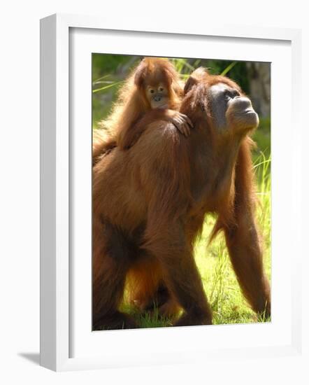 Orang Utan Female with Her Baby on Her Back. Captive, Iucn Red List of Endangered Species-Eric Baccega-Framed Photographic Print