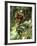 Orang-Utan in Tree Nest-null-Framed Photographic Print