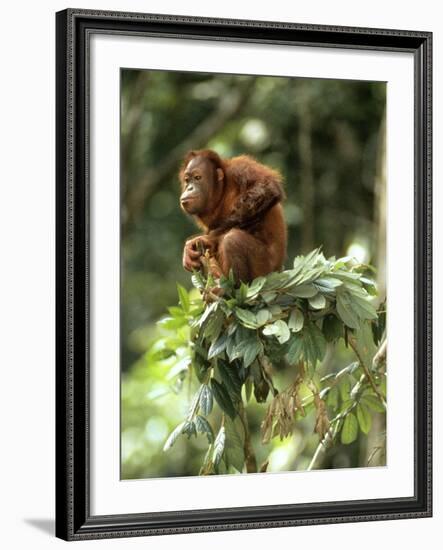 Orang-Utan in Tree Nest-null-Framed Photographic Print