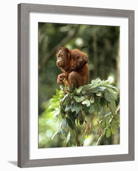 Orang-Utan in Tree Nest-null-Framed Photographic Print