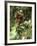 Orang-Utan in Tree Nest-null-Framed Photographic Print