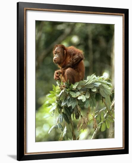 Orang-Utan in Tree Nest-null-Framed Photographic Print