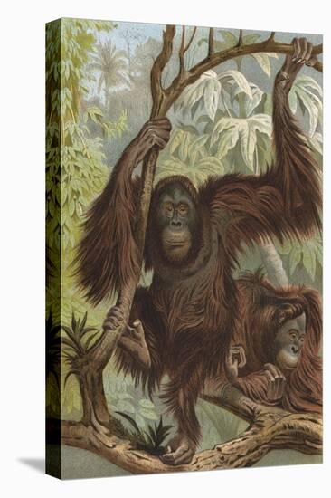 Stretched Canvas Print, , large