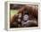 Orang-Utan Mother and Baby, April 1991-null-Framed Premier Image Canvas