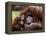 Orang-Utan Mother and Baby, April 1991-null-Framed Premier Image Canvas