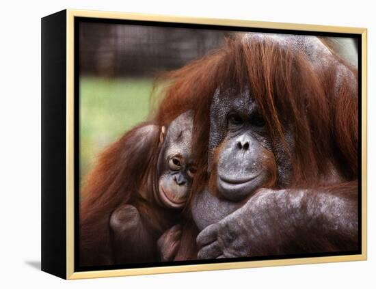 Orang-Utan Mother and Baby, April 1991-null-Framed Premier Image Canvas