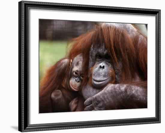 Orang-Utan Mother and Baby, April 1991-null-Framed Photographic Print