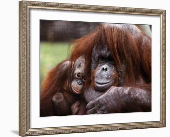 Orang-Utan Mother and Baby, April 1991-null-Framed Photographic Print