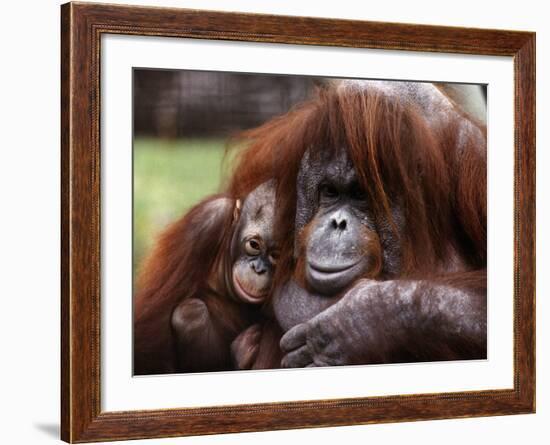 Orang-Utan Mother and Baby, April 1991-null-Framed Photographic Print