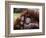 Orang-Utan Mother and Baby, April 1991-null-Framed Photographic Print