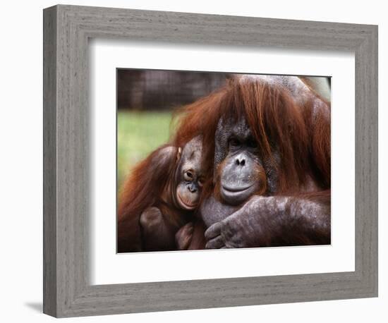 Orang-Utan Mother and Baby, April 1991-null-Framed Photographic Print