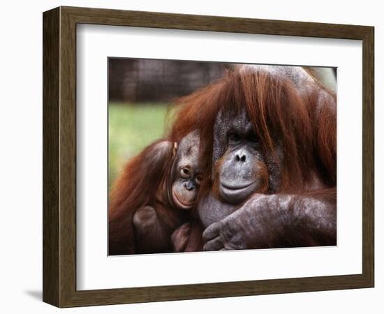 Orang-Utan Mother and Baby, April 1991-null-Framed Photographic Print