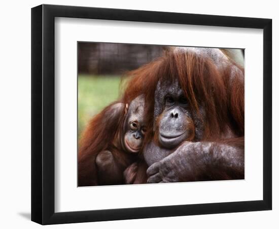 Orang-Utan Mother and Baby, April 1991-null-Framed Photographic Print