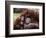 Orang-Utan Mother and Baby, April 1991-null-Framed Photographic Print