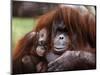 Orang-Utan Mother and Baby, April 1991-null-Mounted Photographic Print