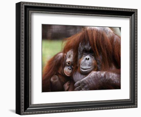 Orang-Utan Mother and Baby, April 1991-null-Framed Photographic Print