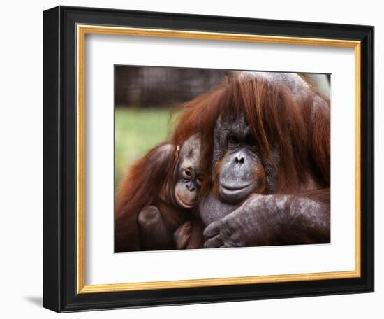 Orang-Utan Mother and Baby, April 1991-null-Framed Photographic Print