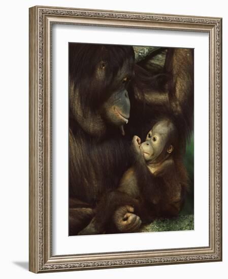 Orang Utan Mother and Baby, Pongo Pygamaeus, in Captivity, Singapore Zoo, Singapore-Ann & Steve Toon-Framed Photographic Print