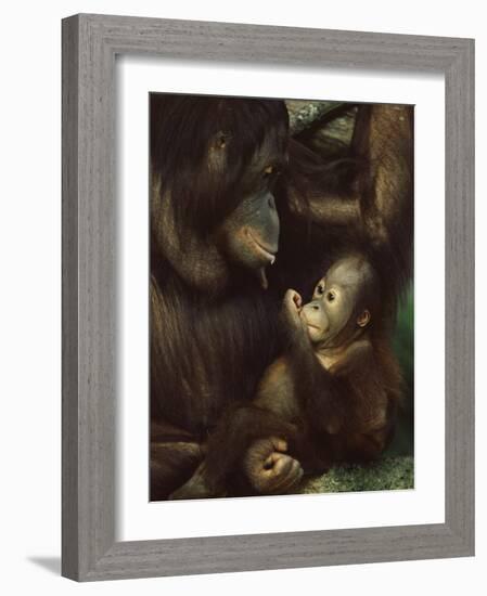 Orang Utan Mother and Baby, Pongo Pygamaeus, in Captivity, Singapore Zoo, Singapore-Ann & Steve Toon-Framed Photographic Print